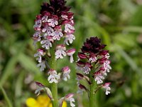 0006 (Brandknabenkraut)